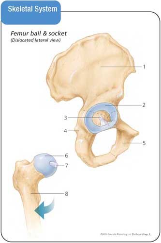 Anatomy & Physiology Flash Cards