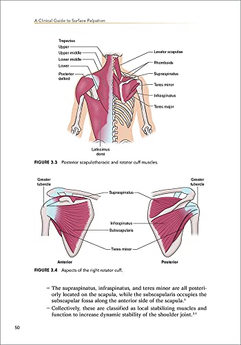 A Clinical Guide to Surface Palpation: The Art and Science of the Perfect Touch