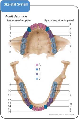 Anatomy & Physiology Flash Cards