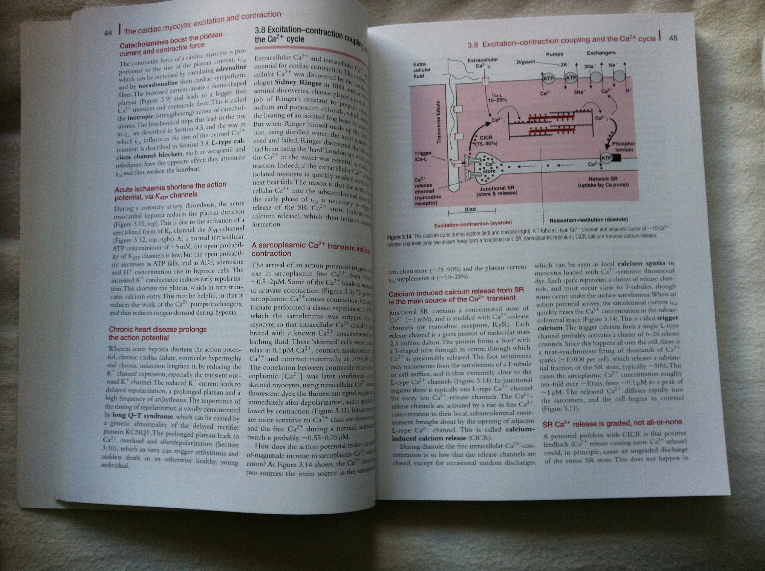 An Introduction to Cardiovascular Physiology